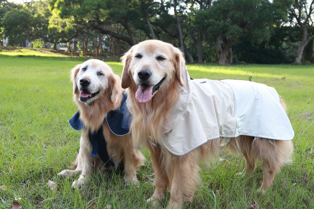 Rain Rover 毛孩漫遊衣|晴天雨天一件搞定。防水透氣、時尚又好穿的寵物機能雨衣!!可當風衣又可以變雨衣,超實穿 - 第1張圖 Rain Rover 毛孩漫遊衣|晴天雨天一件搞定。防水透氣、時尚又好穿的寵物機能雨衣!!可當風衣又可以變雨衣,超實穿