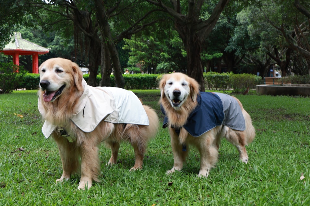 Rain Rover 毛孩漫遊衣|晴天雨天一件搞定。防水透氣、時尚又好穿的寵物機能雨衣!!可當風衣又可以變雨衣,超實穿 - 第24張圖 Rain Rover 毛孩漫遊衣|晴天雨天一件搞定。防水透氣、時尚又好穿的寵物機能雨衣!!可當風衣又可以變雨衣,超實穿
