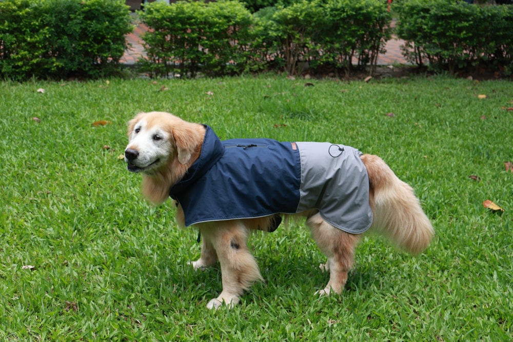 Rain Rover 毛孩漫遊衣|晴天雨天一件搞定。防水透氣、時尚又好穿的寵物機能雨衣!!可當風衣又可以變雨衣,超實穿 - 第25張圖 Rain Rover 毛孩漫遊衣|晴天雨天一件搞定。防水透氣、時尚又好穿的寵物機能雨衣!!可當風衣又可以變雨衣,超實穿