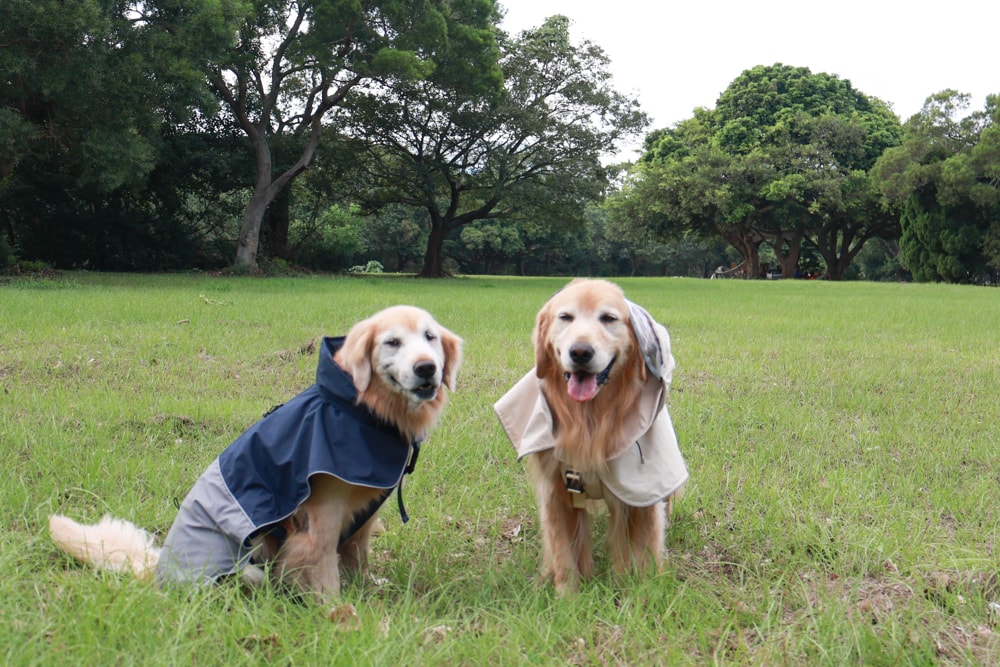 Rain Rover 毛孩漫遊衣|晴天雨天一件搞定。防水透氣、時尚又好穿的寵物機能雨衣!!可當風衣又可以變雨衣,超實穿 - 第33張圖 Rain Rover 毛孩漫遊衣|晴天雨天一件搞定。防水透氣、時尚又好穿的寵物機能雨衣!!可當風衣又可以變雨衣,超實穿
