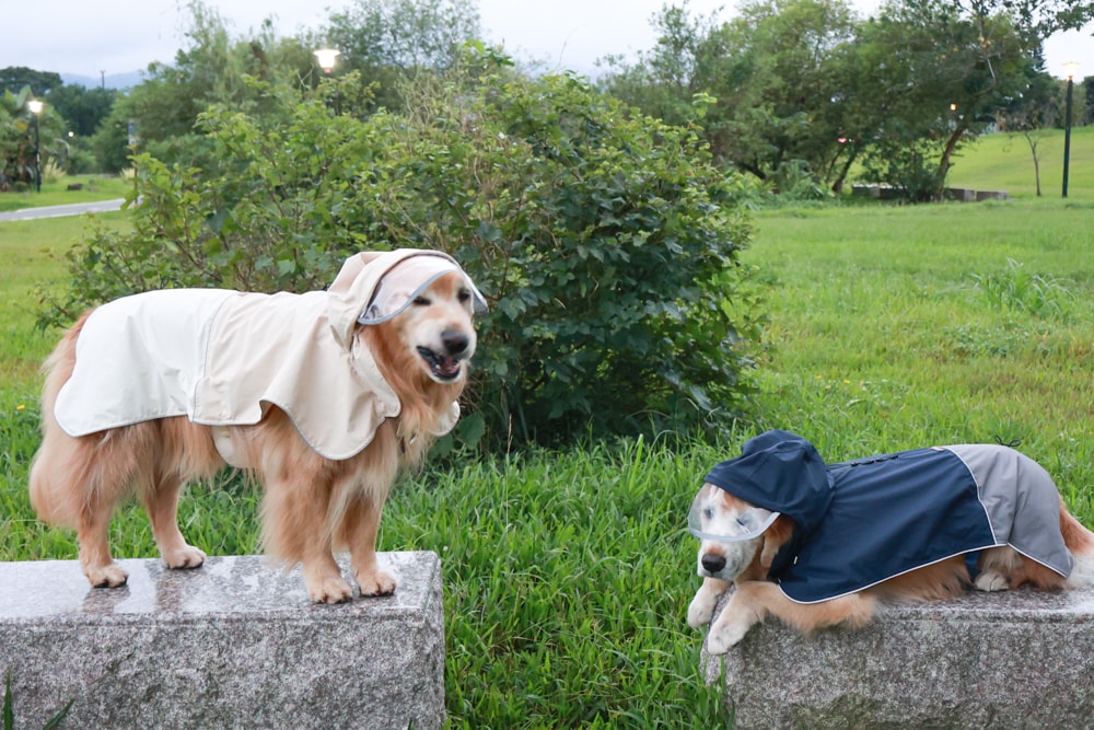 Rain Rover 毛孩漫遊衣｜晴天雨天一件搞定。防水透氣、時尚又好穿的寵物機能雨衣！！可當風衣又可以變雨衣，超實穿