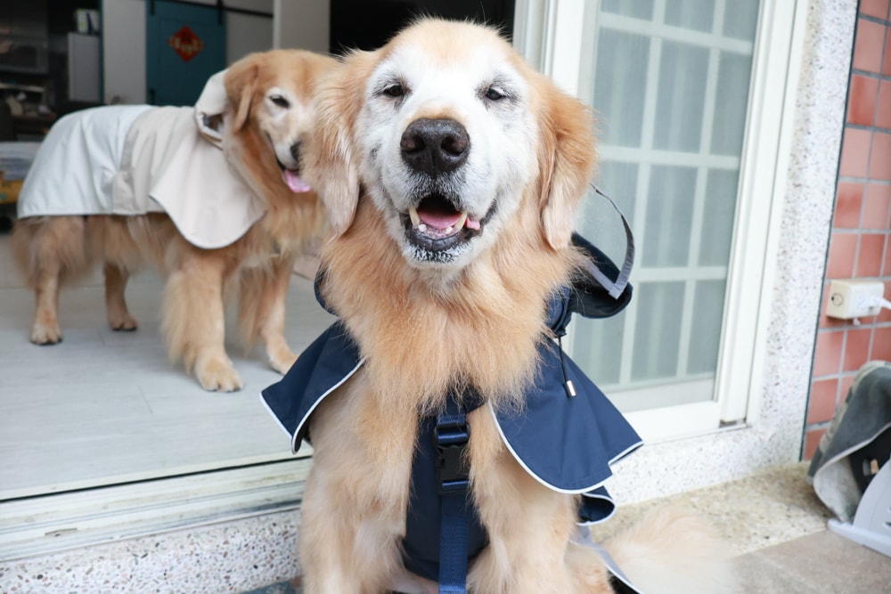 Rain Rover 毛孩漫遊衣|晴天雨天一件搞定。防水透氣、時尚又好穿的寵物機能雨衣!!可當風衣又可以變雨衣,超實穿 - 第17張圖 Rain Rover 毛孩漫遊衣|晴天雨天一件搞定。防水透氣、時尚又好穿的寵物機能雨衣!!可當風衣又可以變雨衣,超實穿