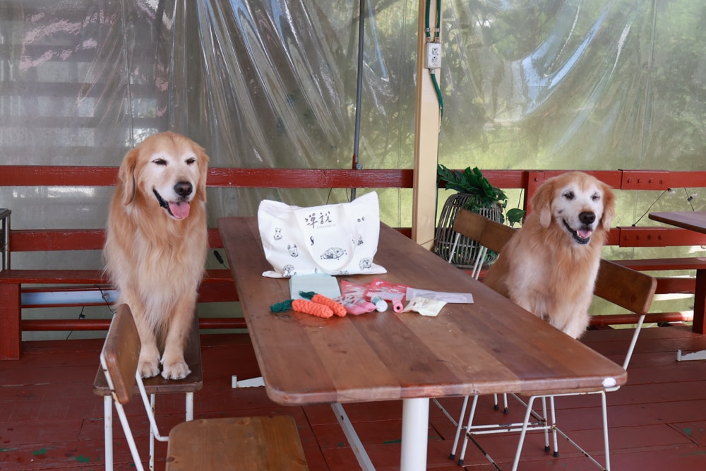 新竹五峰 蟬說霧語 |雲上海拔1200公尺的豪華露營區。一泊二食・雲海星空・寵物友善住宿、 - 第70張圖 新竹五峰 蟬說霧語 |雲上海拔1200公尺的豪華露營區。一泊二食・雲海星空・寵物友善住宿、