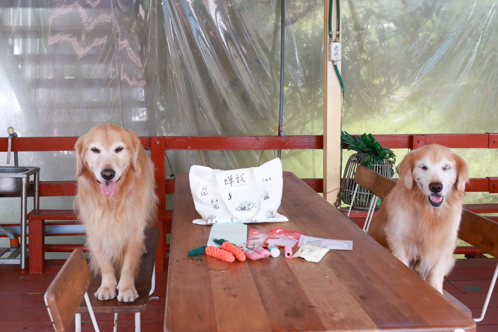 新竹五峰 蟬說霧語 |雲上海拔1200公尺的豪華露營區。一泊二食・雲海星空・寵物友善住宿、 - 第68張圖 新竹五峰 蟬說霧語 |雲上海拔1200公尺的豪華露營區。一泊二食・雲海星空・寵物友善住宿、