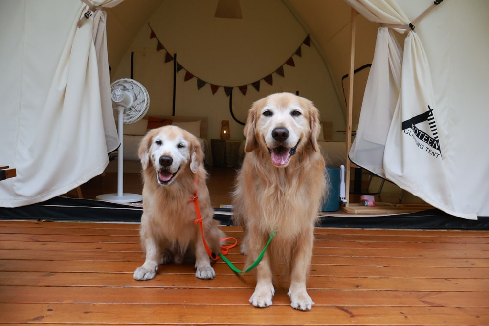 新竹五峰 蟬說霧語 |雲上海拔1200公尺的豪華露營區。一泊二食・雲海星空・寵物友善住宿、 - 第9張圖 新竹五峰 蟬說霧語 |雲上海拔1200公尺的豪華露營區。一泊二食・雲海星空・寵物友善住宿、