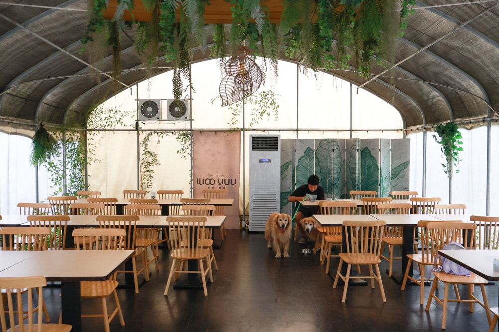 新竹五峰 蟬說霧語 |雲上海拔1200公尺的豪華露營區。一泊二食・雲海星空・寵物友善住宿、 - 第19張圖 新竹五峰 蟬說霧語 |雲上海拔1200公尺的豪華露營區。一泊二食・雲海星空・寵物友善住宿、