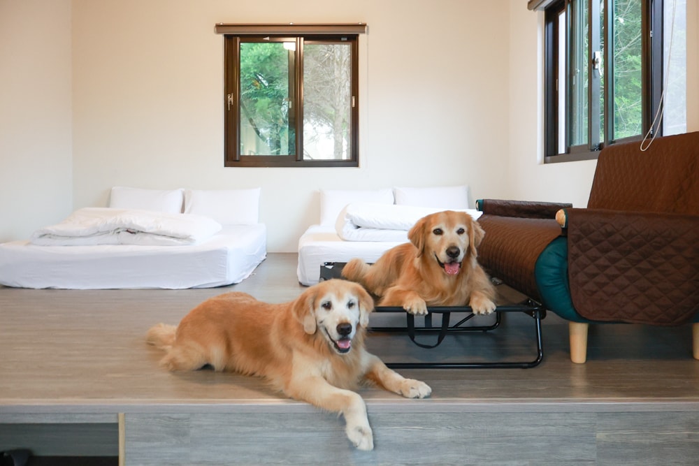 新竹五峰 蟬說霧語 |雲上海拔1200公尺的豪華露營區。一泊二食・雲海星空・寵物友善住宿、 - 第26張圖 新竹五峰 蟬說霧語 |雲上海拔1200公尺的豪華露營區。一泊二食・雲海星空・寵物友善住宿、