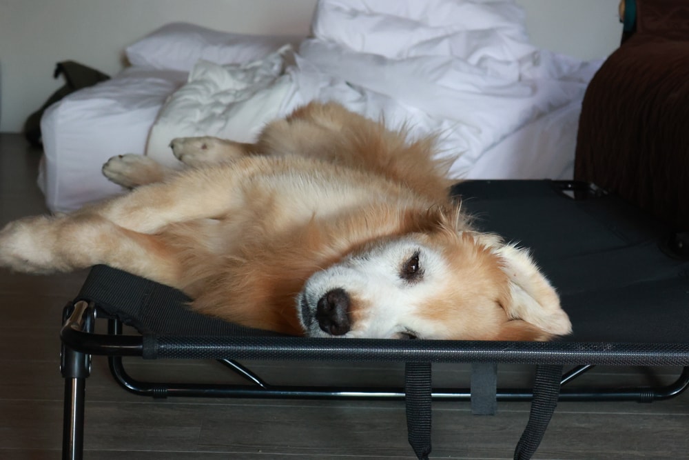 新竹五峰 蟬說霧語 |雲上海拔1200公尺的豪華露營區。一泊二食・雲海星空・寵物友善住宿、 - 第52張圖 新竹五峰 蟬說霧語 |雲上海拔1200公尺的豪華露營區。一泊二食・雲海星空・寵物友善住宿、