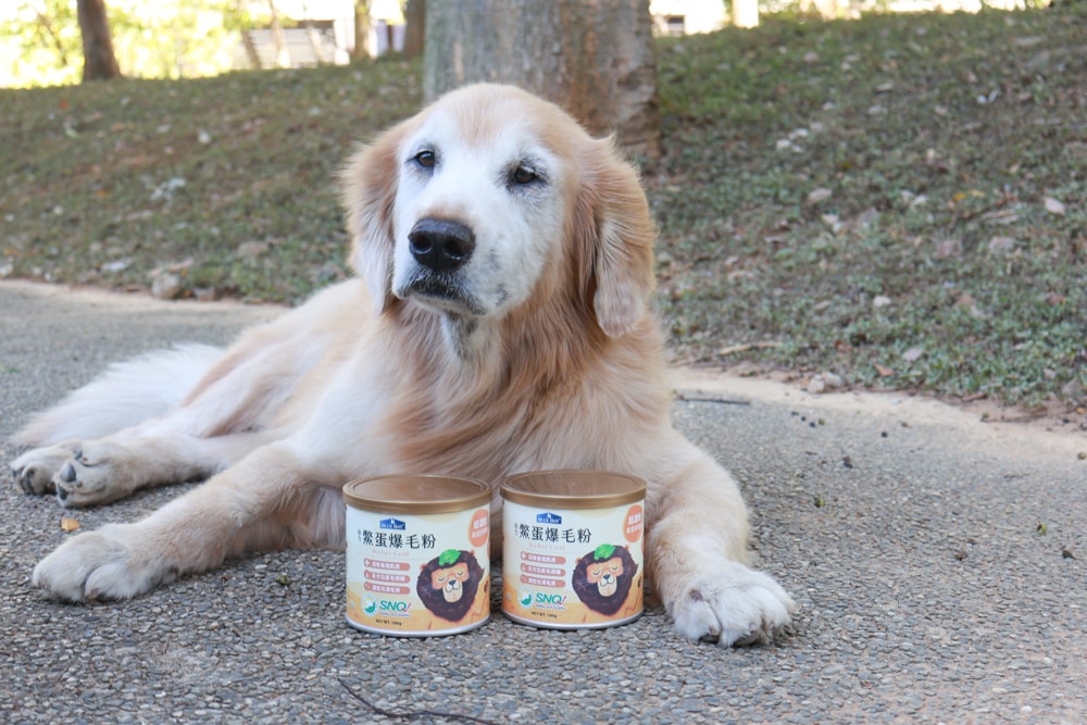 倍力鱉蛋爆毛粉評價|狗狗爆毛粉推薦第一名!毛孩毛髮豐厚柔亮的秘密大公開!~狗狗爆毛粉推薦 - 第5張圖 倍力鱉蛋爆毛粉評價|狗狗爆毛粉推薦第一名!毛孩毛髮豐厚柔亮的秘密大公開!~狗狗爆毛粉推薦