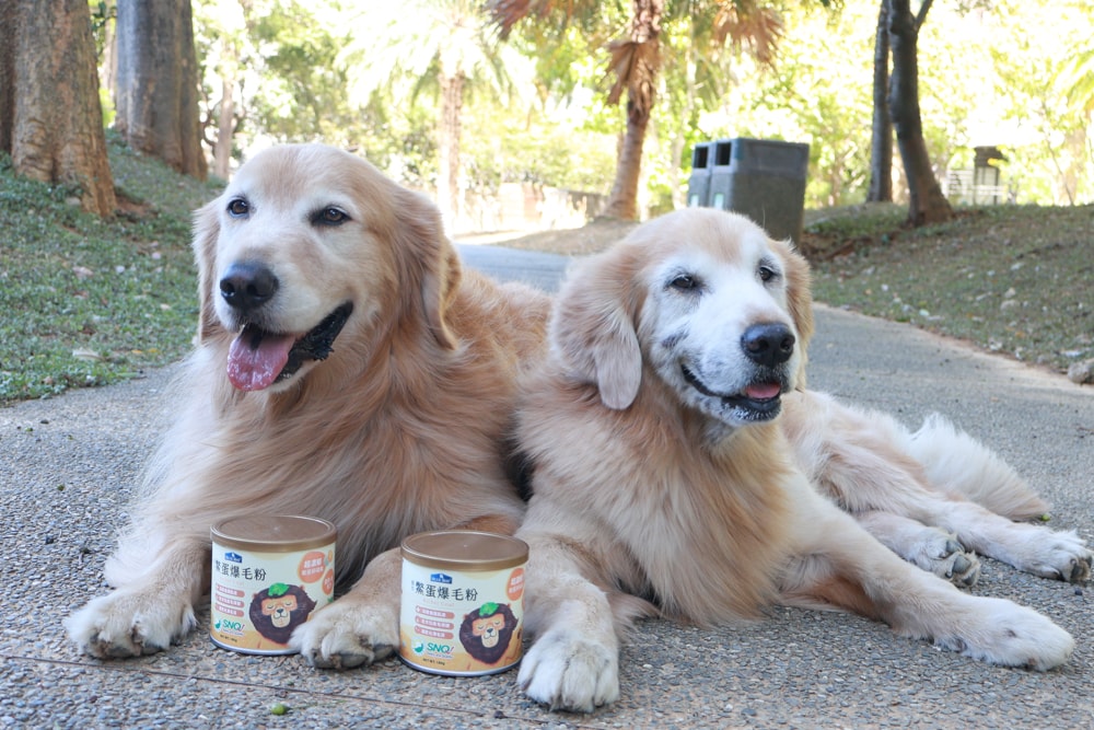 倍力鱉蛋爆毛粉評價|狗狗爆毛粉推薦第一名!毛孩毛髮豐厚柔亮的秘密大公開!~狗狗爆毛粉推薦 - 第1張圖 倍力鱉蛋爆毛粉評價|狗狗爆毛粉推薦第一名!毛孩毛髮豐厚柔亮的秘密大公開!~狗狗爆毛粉推薦