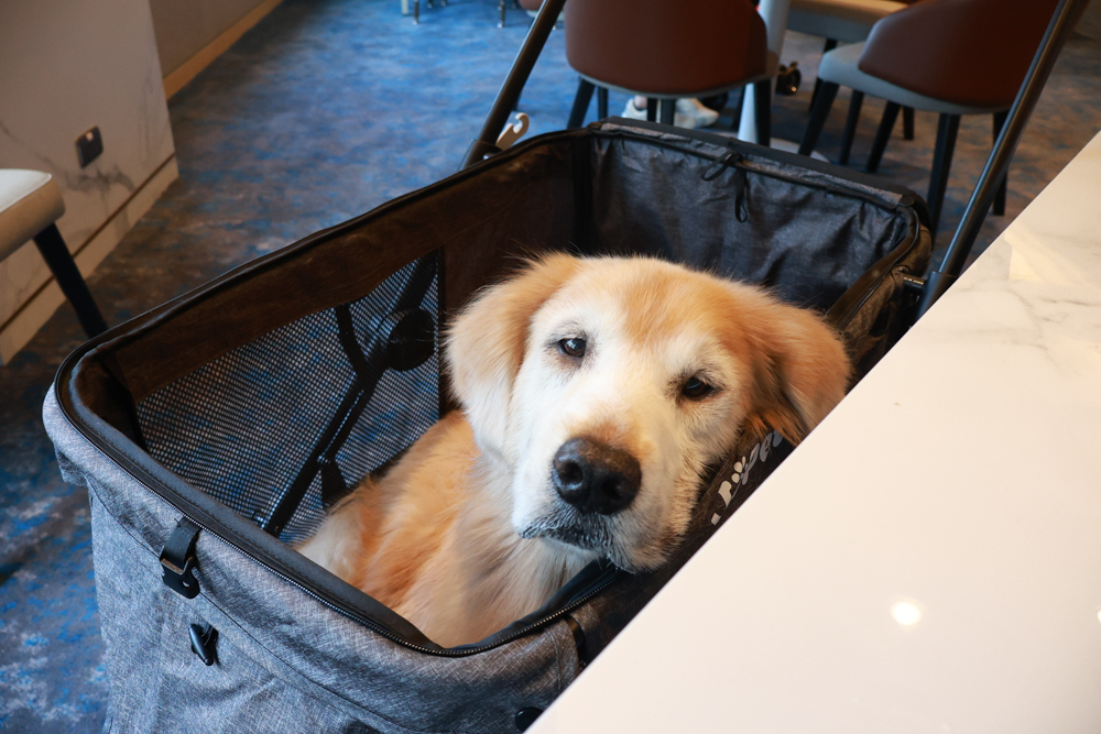 嘉義福容voco酒店｜嘉義101寵物友善住宿開箱！毛孩專屬樓層、毛孩共餐區、五星級寵愛體驗