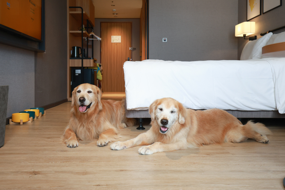 嘉義福容voco酒店｜嘉義101寵物友善住宿開箱！毛孩專屬樓層、毛孩共餐區、五星級寵愛體驗