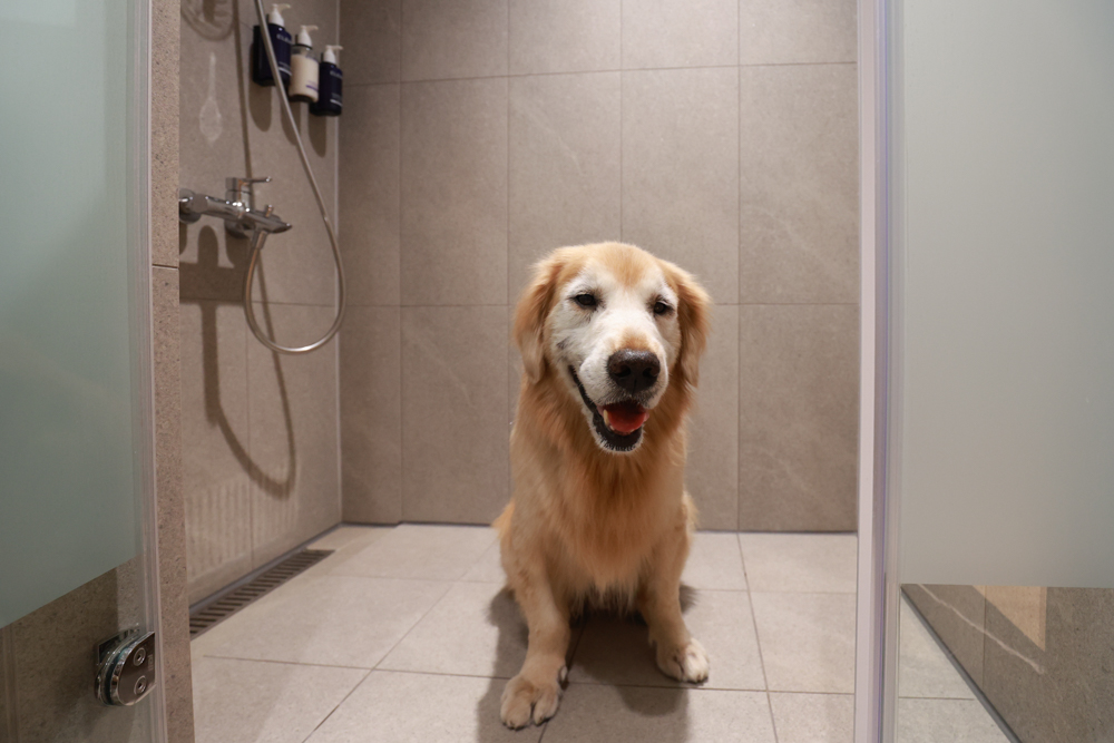 嘉義福容voco酒店｜嘉義101寵物友善住宿開箱！毛孩專屬樓層、毛孩共餐區、五星級寵愛體驗