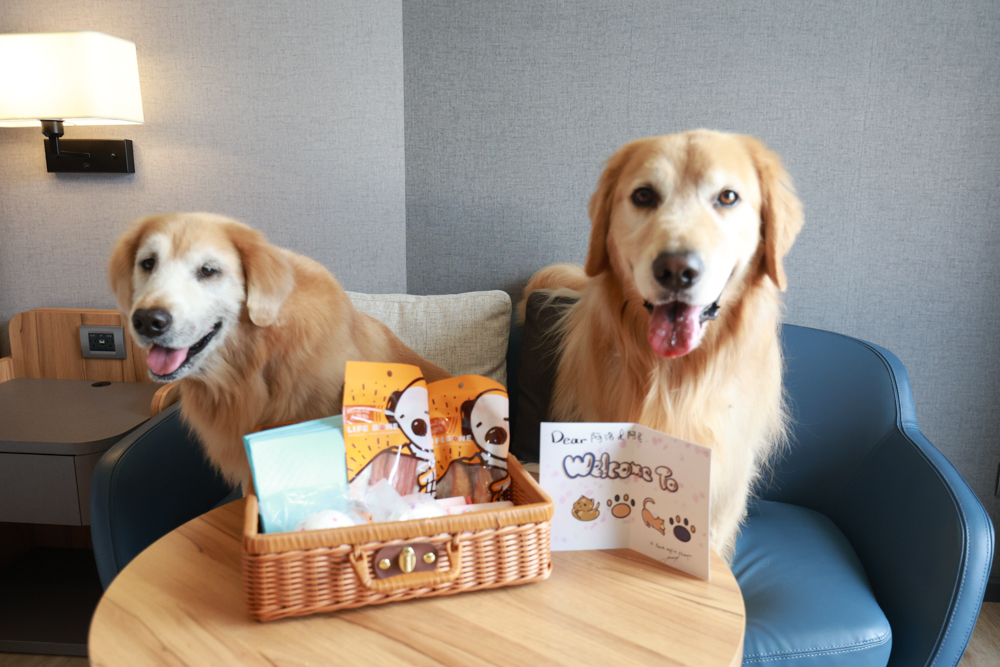 嘉義福容voco酒店｜嘉義101寵物友善住宿開箱！毛孩專屬樓層、毛孩共餐區、五星級寵愛體驗