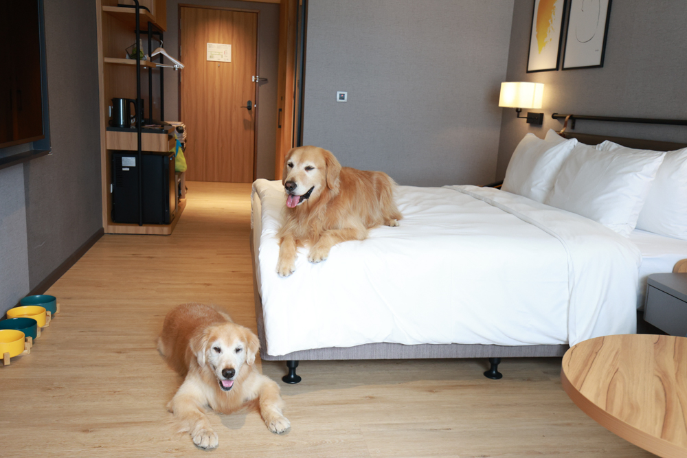 嘉義福容voco酒店｜嘉義101寵物友善住宿開箱！毛孩專屬樓層、毛孩共餐區、五星級寵愛體驗