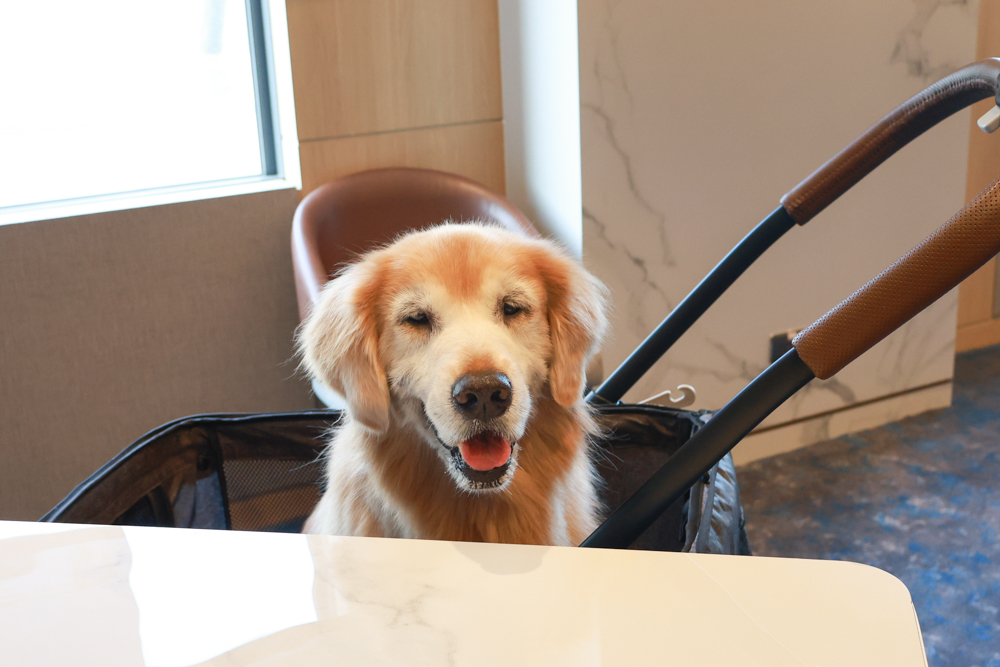 嘉義福容voco酒店｜嘉義101寵物友善住宿開箱！毛孩專屬樓層、毛孩共餐區、五星級寵愛體驗