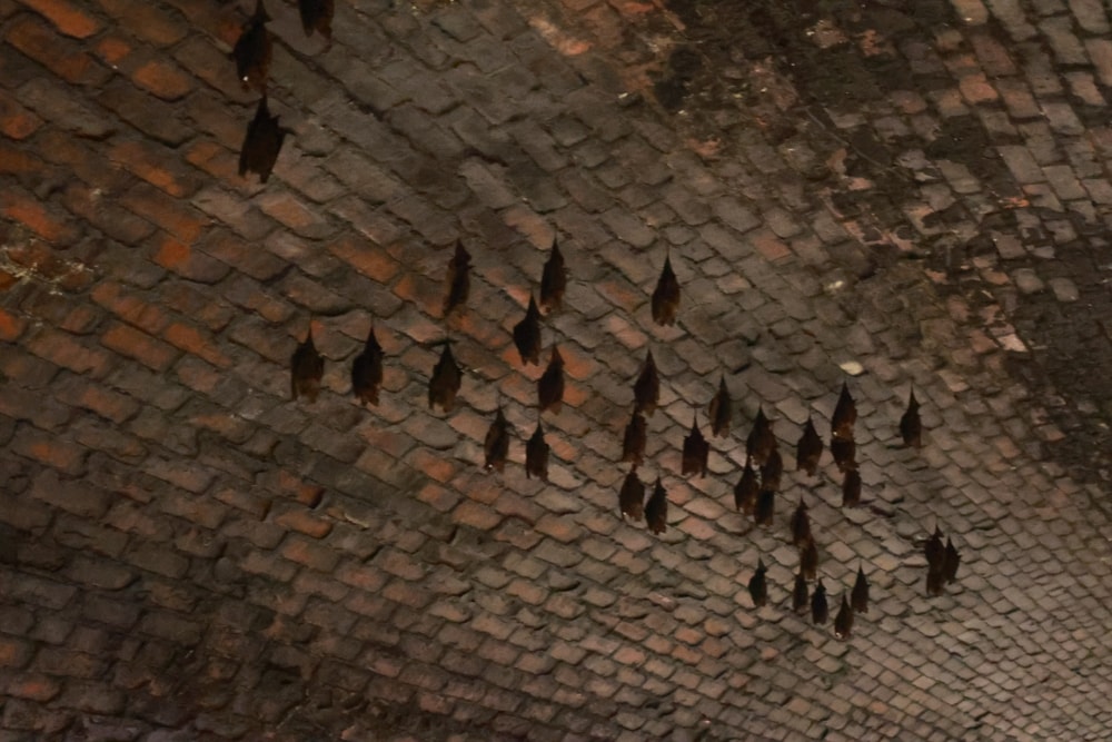 新北雙溪景點|三貂嶺生態友善隧道。免費預約、交通方式全攻略,隧道探險+秘境小旅行 - 第16張圖