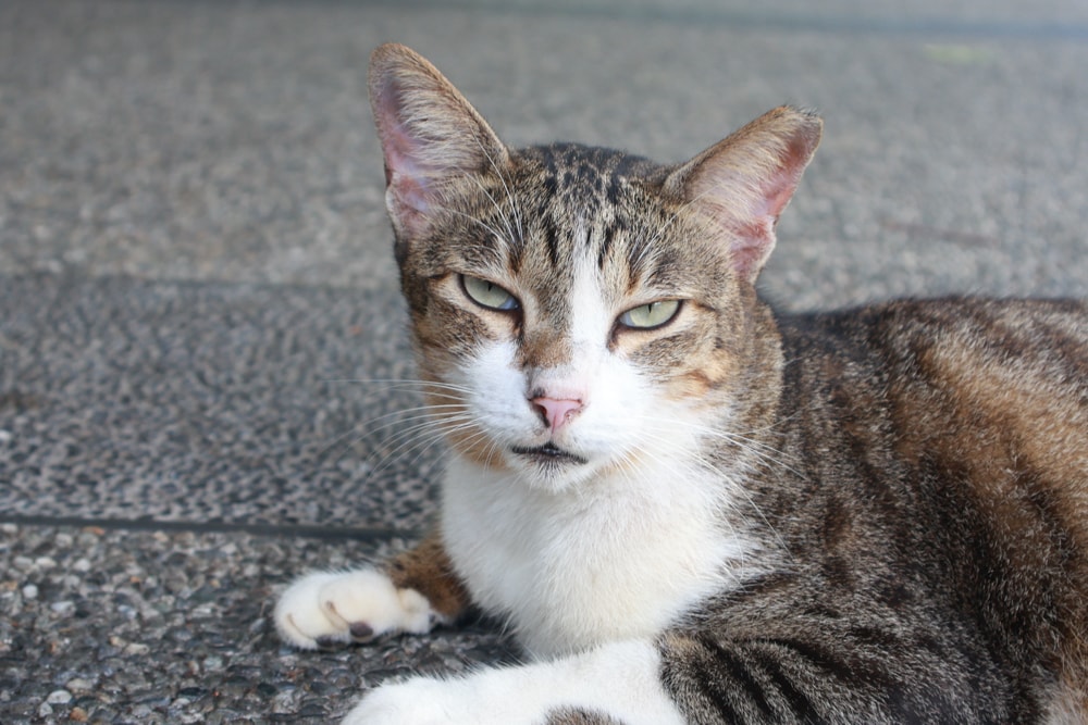 新北瑞芳|猴硐貓村一日小旅行。貓奴必訪的療癒景點、🚫不要帶狗❗️避免造成貓咪驚嚇、🚫禁止餵食貓咪❗️ - 第11張圖