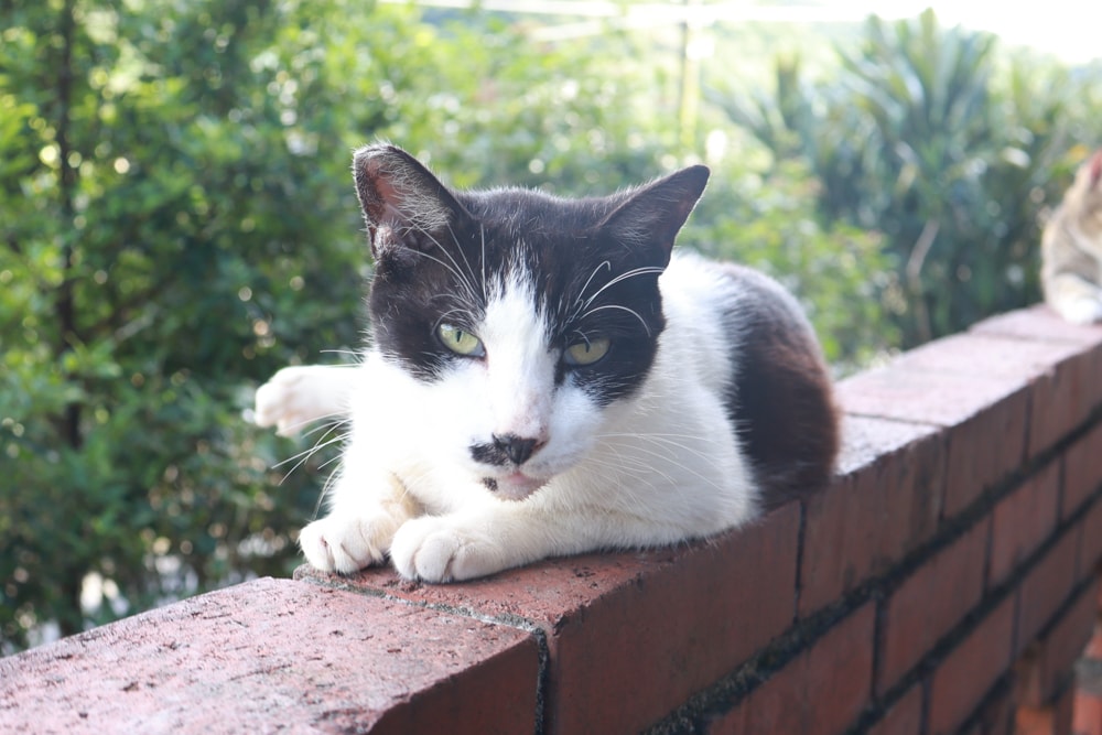 新北瑞芳|猴硐貓村一日小旅行。貓奴必訪的療癒景點、🚫不要帶狗❗️避免造成貓咪驚嚇、🚫禁止餵食貓咪❗️ - 第13張圖