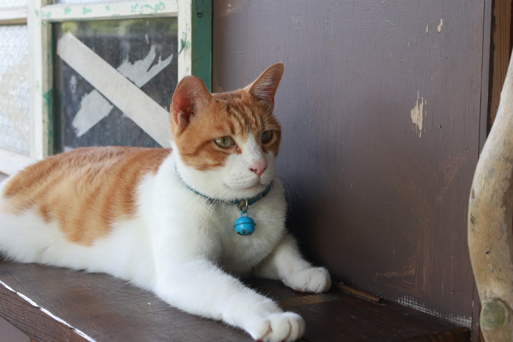 新北瑞芳|猴硐貓村一日小旅行。貓奴必訪的療癒景點、🚫不要帶狗❗️避免造成貓咪驚嚇、🚫禁止餵食貓咪❗️ - 第20張圖