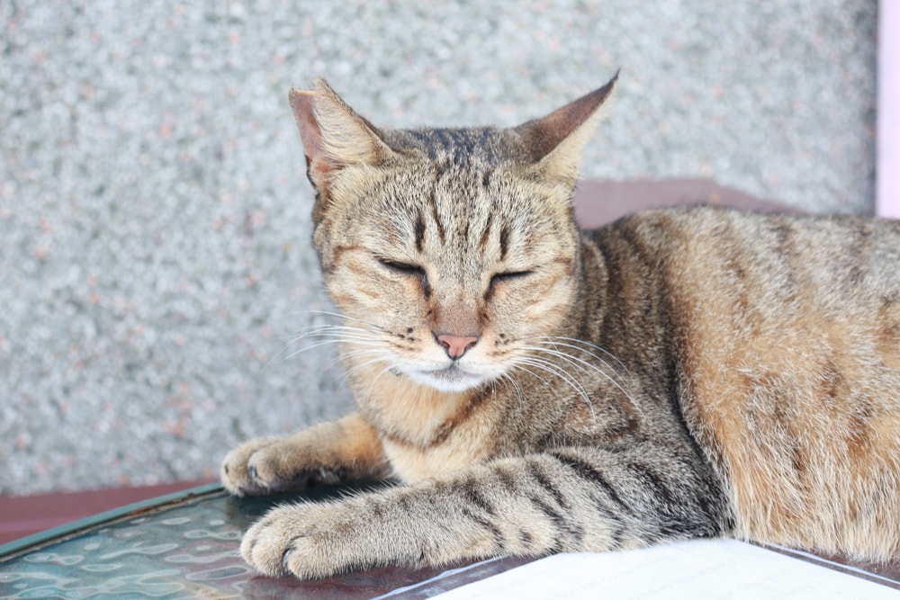 新北瑞芳|猴硐貓村一日小旅行。貓奴必訪的療癒景點、🚫不要帶狗❗️避免造成貓咪驚嚇、🚫禁止餵食貓咪❗️ - 第25張圖