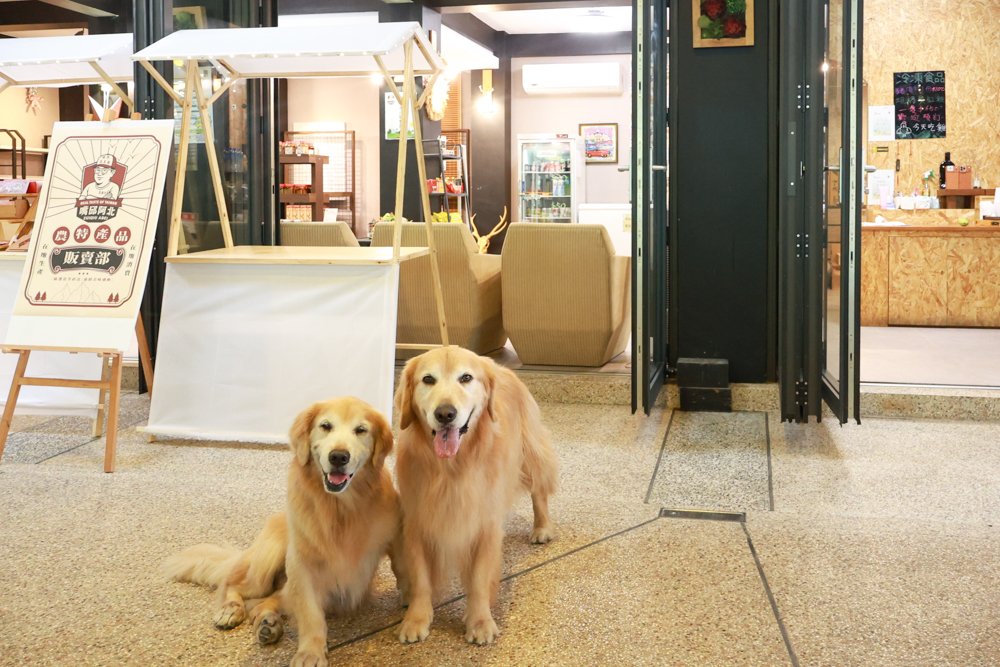 南投溪頭溪部好呆庄野宿體驗庄園|寵物友善露營車&馬車帳篷住宿開箱,一泊二食、野溪抓蝦超好玩! - 第20張圖