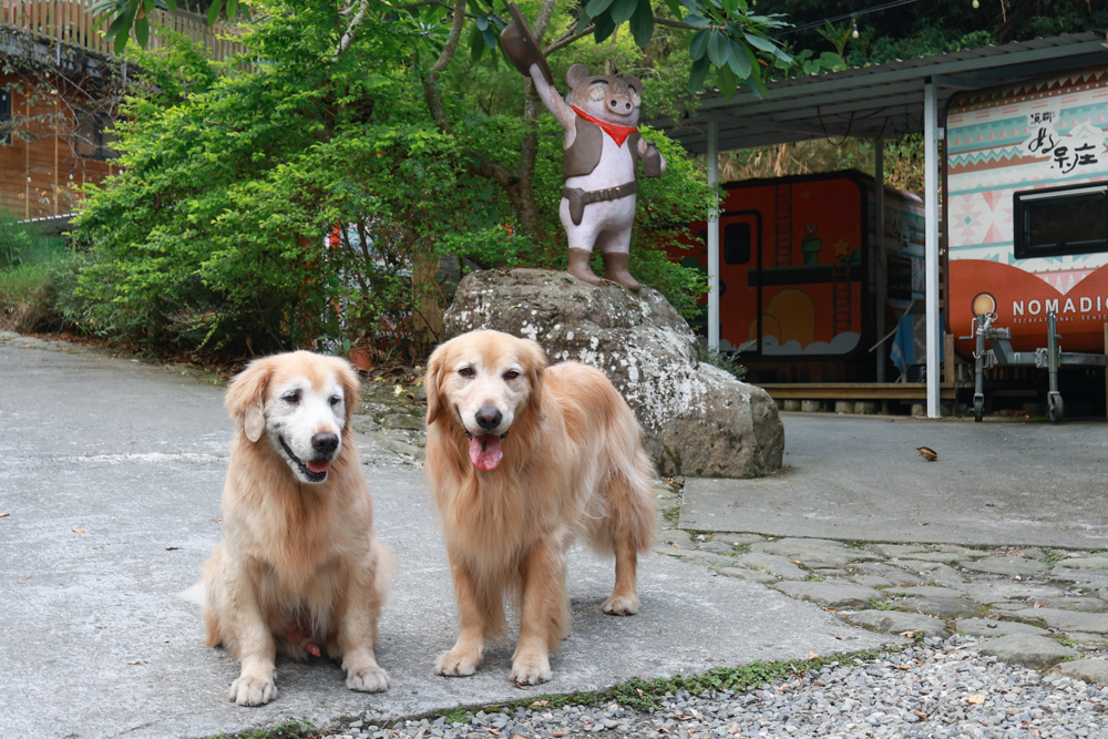 南投溪頭溪部好呆庄野宿體驗庄園|寵物友善露營車&馬車帳篷住宿開箱,一泊二食、野溪抓蝦超好玩! - 第16張圖