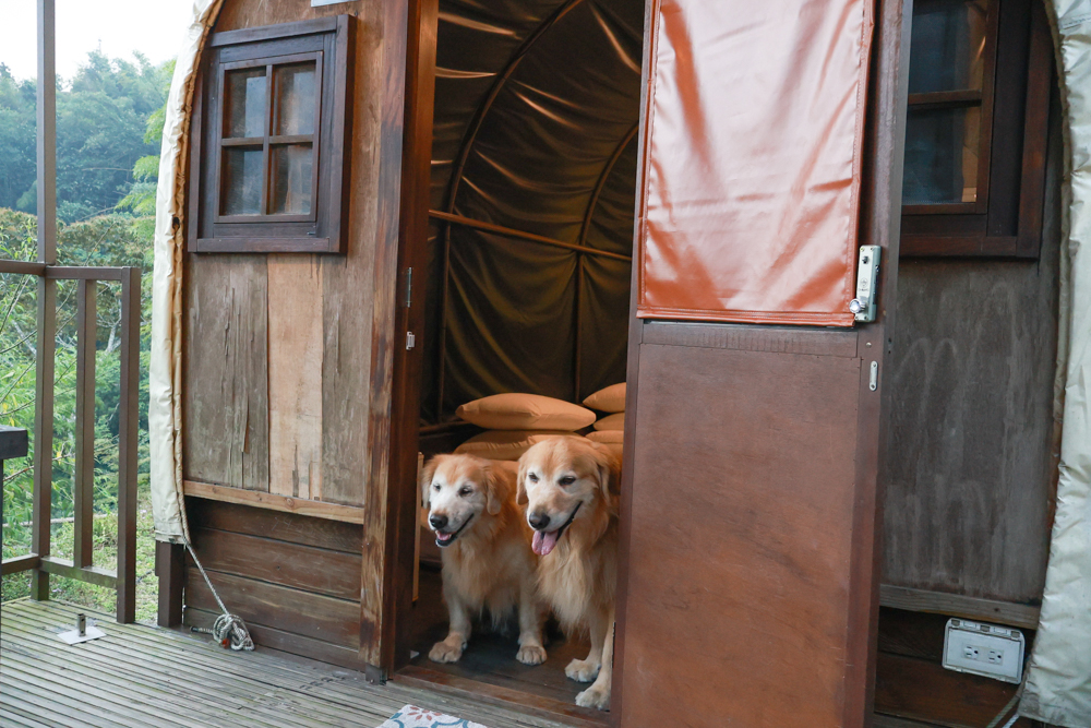 南投溪頭溪部好呆庄野宿體驗庄園|寵物友善露營車&馬車帳篷住宿開箱,一泊二食、野溪抓蝦超好玩! - 第30張圖