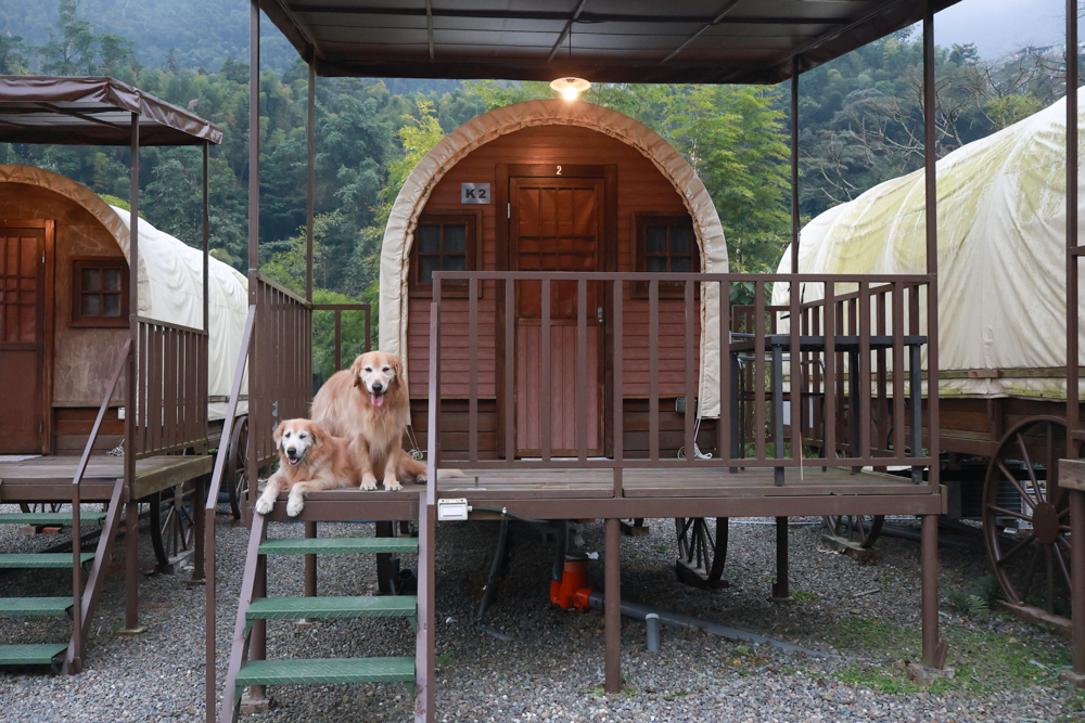 南投溪頭溪部好呆庄野宿體驗庄園|寵物友善露營車&馬車帳篷住宿開箱,一泊二食、野溪抓蝦超好玩! - 第33張圖