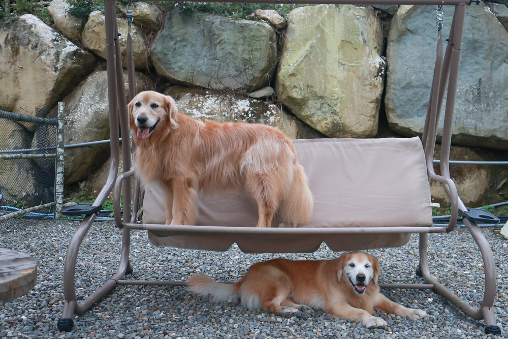 南投溪頭溪部好呆庄野宿體驗庄園|寵物友善露營車&馬車帳篷住宿開箱,一泊二食、野溪抓蝦超好玩! - 第37張圖