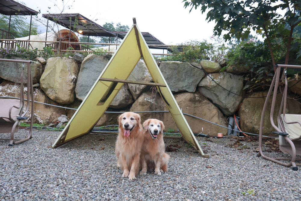 南投溪頭溪部好呆庄野宿體驗庄園|寵物友善露營車&馬車帳篷住宿開箱,一泊二食、野溪抓蝦超好玩! - 第36張圖