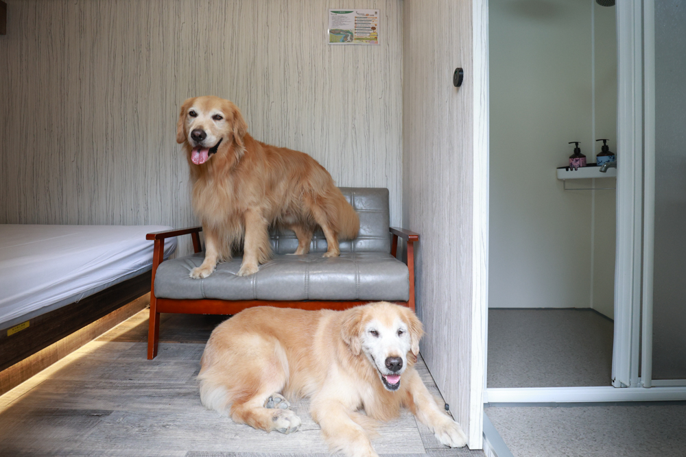 南投溪頭溪部好呆庄野宿體驗庄園|寵物友善露營車&馬車帳篷住宿開箱,一泊二食、野溪抓蝦超好玩! - 第8張圖