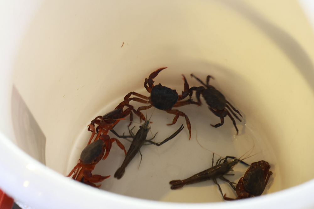 南投溪頭溪部好呆庄野宿體驗庄園|寵物友善露營車&馬車帳篷住宿開箱,一泊二食、野溪抓蝦超好玩! - 第61張圖