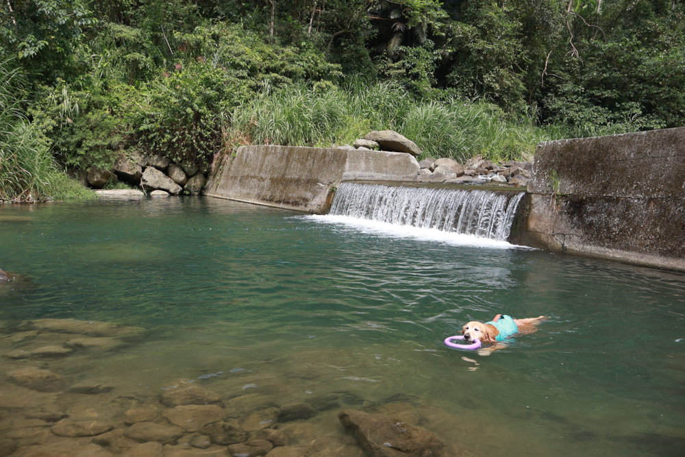 南投溪頭溪部好呆庄野宿體驗庄園|寵物友善露營車&馬車帳篷住宿開箱,一泊二食、野溪抓蝦超好玩! - 第64張圖