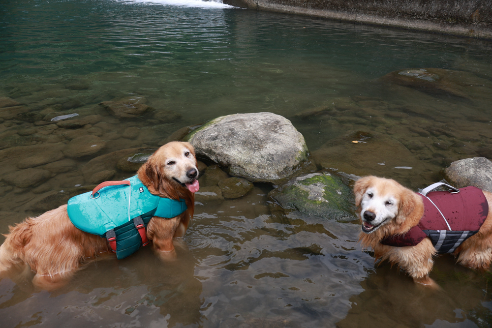 南投溪頭溪部好呆庄野宿體驗庄園|寵物友善露營車&馬車帳篷住宿開箱,一泊二食、野溪抓蝦超好玩! - 第62張圖