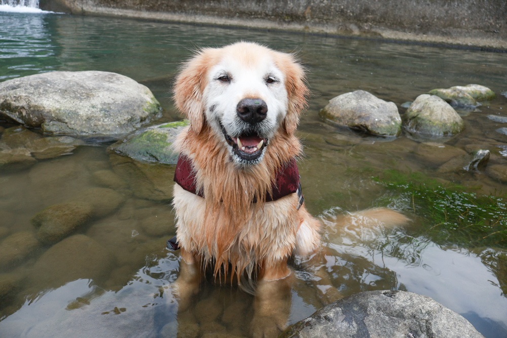 南投溪頭溪部好呆庄野宿體驗庄園|寵物友善露營車&馬車帳篷住宿開箱,一泊二食、野溪抓蝦超好玩! - 第66張圖