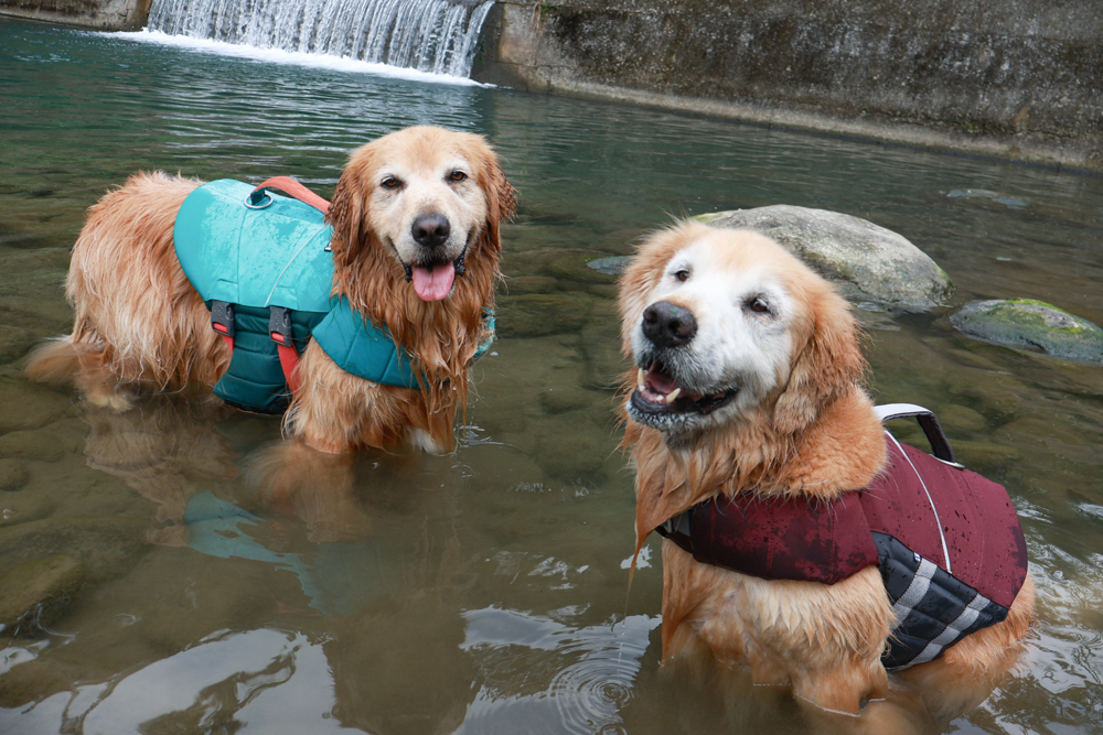 南投溪頭溪部好呆庄野宿體驗庄園|寵物友善露營車&馬車帳篷住宿開箱,一泊二食、野溪抓蝦超好玩! - 第65張圖