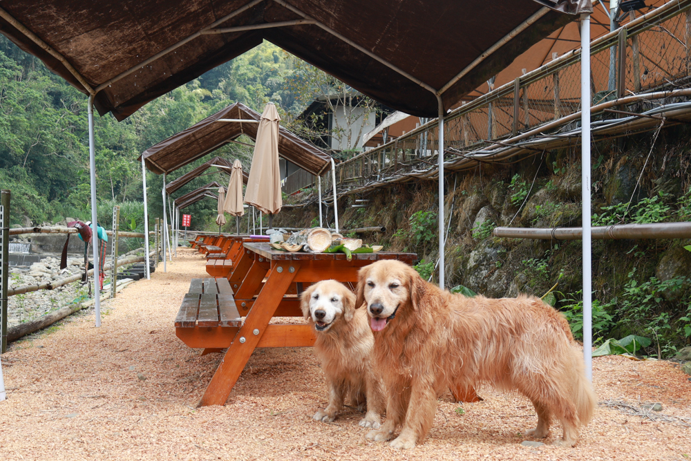 南投溪頭溪部好呆庄野宿體驗庄園|寵物友善露營車&馬車帳篷住宿開箱,一泊二食、野溪抓蝦超好玩! - 第67張圖