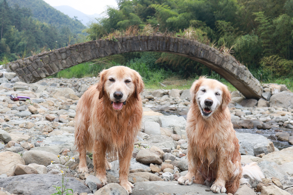 南投溪頭溪部好呆庄野宿體驗庄園|寵物友善露營車&馬車帳篷住宿開箱,一泊二食、野溪抓蝦超好玩! - 第76張圖