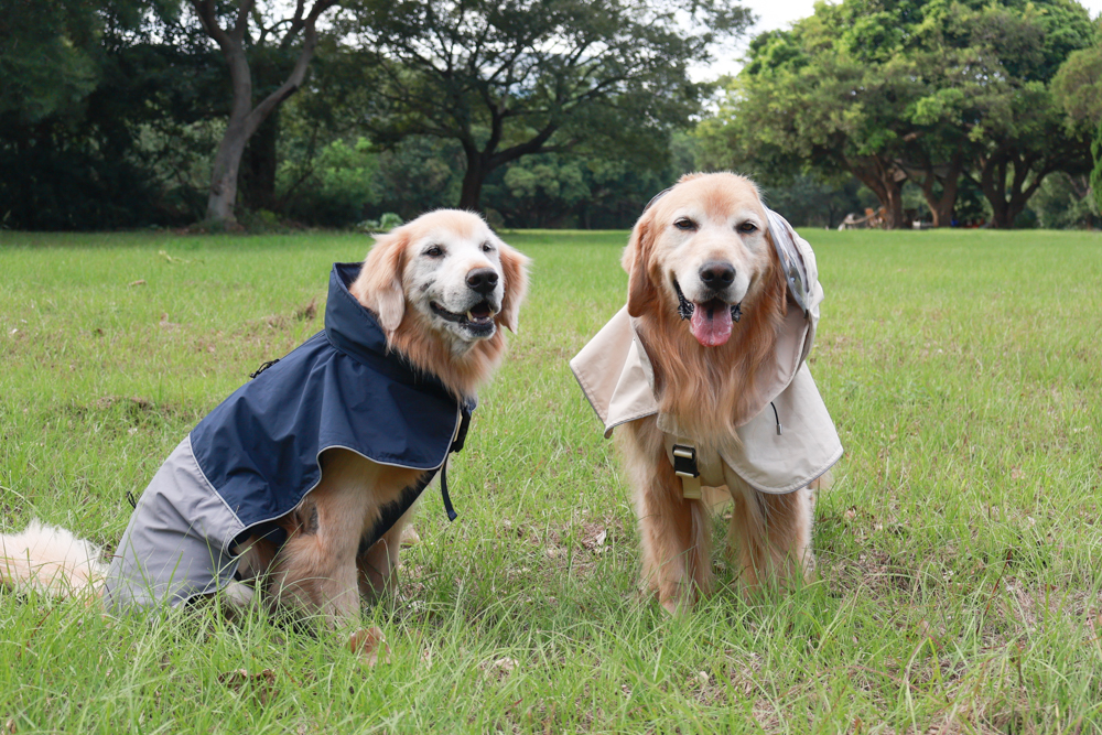Rain Rover 毛孩漫遊衣|晴天雨天一件搞定。防水透氣、時尚又好穿的寵物機能雨衣!!可當風衣又可以變雨衣,超實穿 - 第3張圖 Rain Rover 毛孩漫遊衣|晴天雨天一件搞定。防水透氣、時尚又好穿的寵物機能雨衣!!可當風衣又可以變雨衣,超實穿
