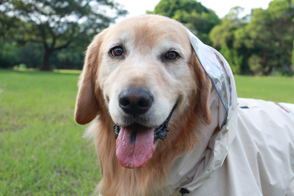 Rain Rover 毛孩漫遊衣|晴天雨天一件搞定。防水透氣、時尚又好穿的寵物機能雨衣!!可當風衣又可以變雨衣,超實穿 - 第12張圖 Rain Rover 毛孩漫遊衣|晴天雨天一件搞定。防水透氣、時尚又好穿的寵物機能雨衣!!可當風衣又可以變雨衣,超實穿