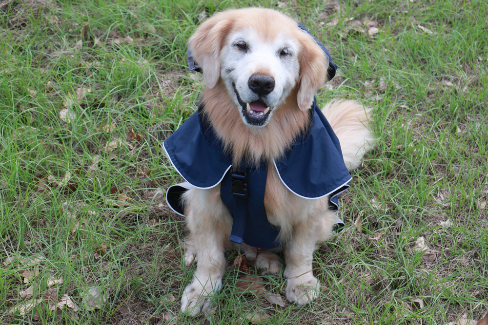 Rain Rover 毛孩漫遊衣|晴天雨天一件搞定。防水透氣、時尚又好穿的寵物機能雨衣!!可當風衣又可以變雨衣,超實穿 - 第16張圖 Rain Rover 毛孩漫遊衣|晴天雨天一件搞定。防水透氣、時尚又好穿的寵物機能雨衣!!可當風衣又可以變雨衣,超實穿