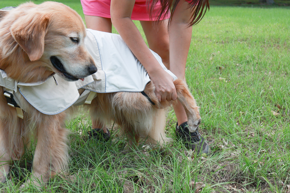 Rain Rover 毛孩漫遊衣|晴天雨天一件搞定。防水透氣、時尚又好穿的寵物機能雨衣!!可當風衣又可以變雨衣,超實穿 - 第9張圖 Rain Rover 毛孩漫遊衣|晴天雨天一件搞定。防水透氣、時尚又好穿的寵物機能雨衣!!可當風衣又可以變雨衣,超實穿