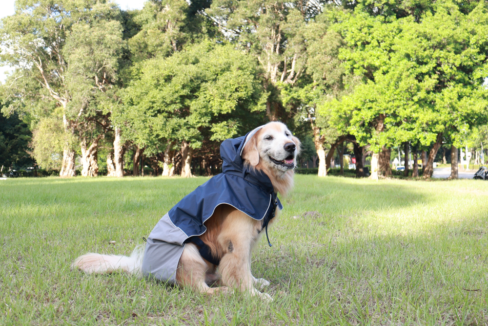 Rain Rover 毛孩漫遊衣｜晴天雨天一件搞定。防水透氣、時尚又好穿的寵物機能雨衣！！可當風衣又可以變雨衣，超實穿