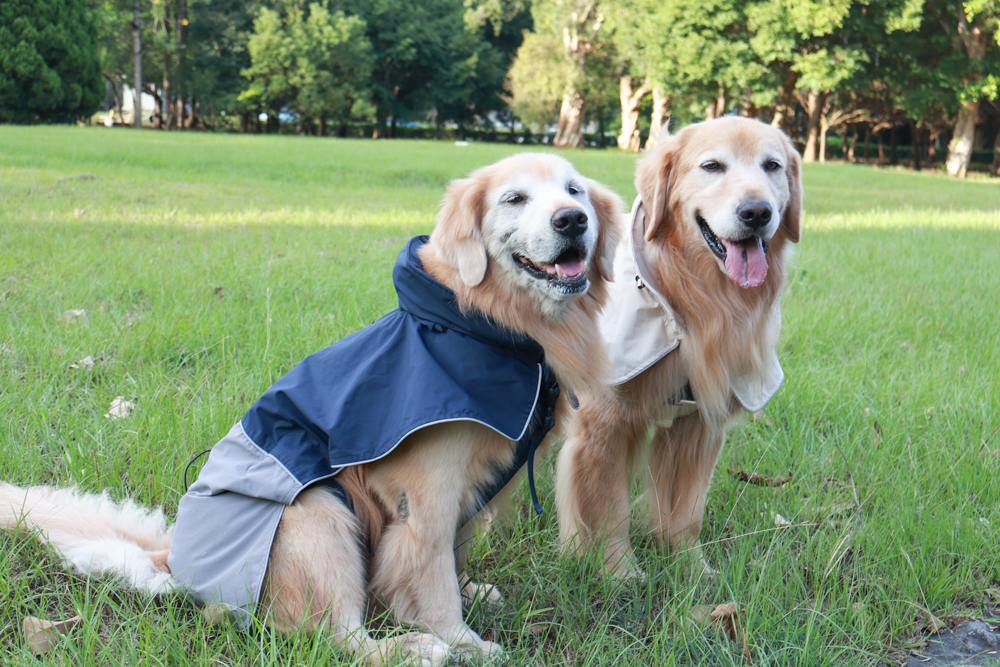 Rain Rover 毛孩漫遊衣|晴天雨天一件搞定。防水透氣、時尚又好穿的寵物機能雨衣!!可當風衣又可以變雨衣,超實穿 - 第23張圖 Rain Rover 毛孩漫遊衣|晴天雨天一件搞定。防水透氣、時尚又好穿的寵物機能雨衣!!可當風衣又可以變雨衣,超實穿