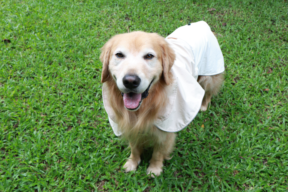 Rain Rover 毛孩漫遊衣|晴天雨天一件搞定。防水透氣、時尚又好穿的寵物機能雨衣!!可當風衣又可以變雨衣,超實穿 - 第26張圖 Rain Rover 毛孩漫遊衣|晴天雨天一件搞定。防水透氣、時尚又好穿的寵物機能雨衣!!可當風衣又可以變雨衣,超實穿