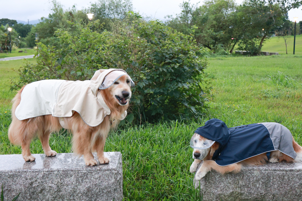 Rain Rover 毛孩漫遊衣｜晴天雨天一件搞定。防水透氣、時尚又好穿的寵物機能雨衣！！可當風衣又可以變雨衣，超實穿