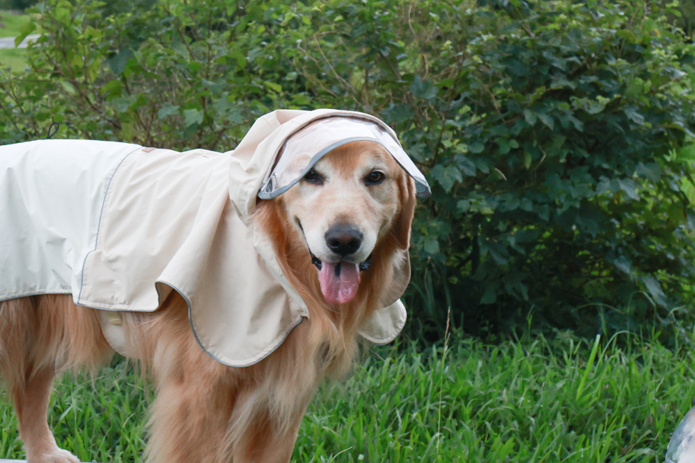 Rain Rover 毛孩漫遊衣|晴天雨天一件搞定。防水透氣、時尚又好穿的寵物機能雨衣!!可當風衣又可以變雨衣,超實穿 - 第27張圖 Rain Rover 毛孩漫遊衣|晴天雨天一件搞定。防水透氣、時尚又好穿的寵物機能雨衣!!可當風衣又可以變雨衣,超實穿