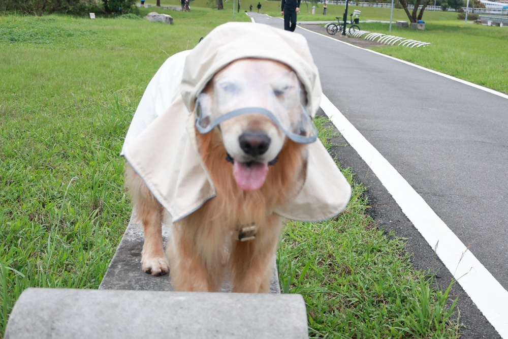 Rain Rover 毛孩漫遊衣|晴天雨天一件搞定。防水透氣、時尚又好穿的寵物機能雨衣!!可當風衣又可以變雨衣,超實穿 - 第32張圖 Rain Rover 毛孩漫遊衣|晴天雨天一件搞定。防水透氣、時尚又好穿的寵物機能雨衣!!可當風衣又可以變雨衣,超實穿