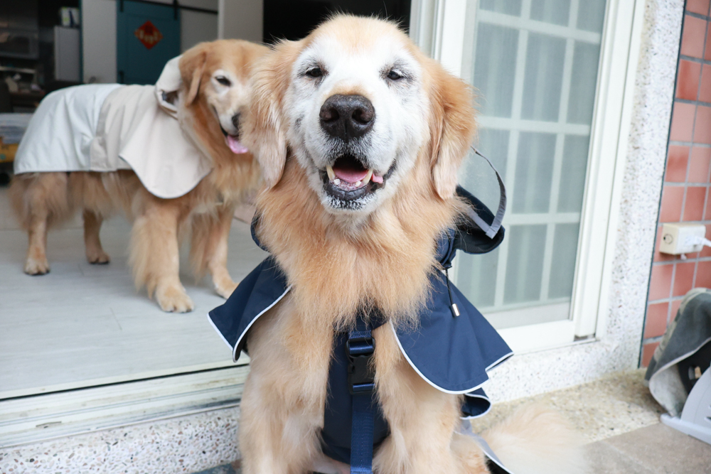 Rain Rover 毛孩漫遊衣|晴天雨天一件搞定。防水透氣、時尚又好穿的寵物機能雨衣!!可當風衣又可以變雨衣,超實穿 - 第17張圖 Rain Rover 毛孩漫遊衣|晴天雨天一件搞定。防水透氣、時尚又好穿的寵物機能雨衣!!可當風衣又可以變雨衣,超實穿